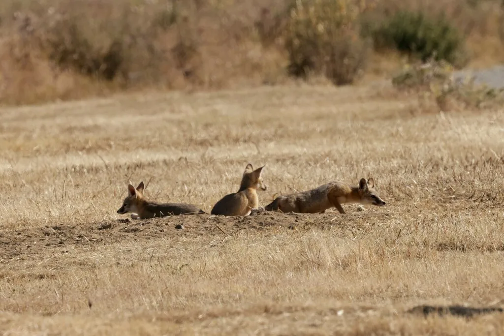 Vulpes macrotis