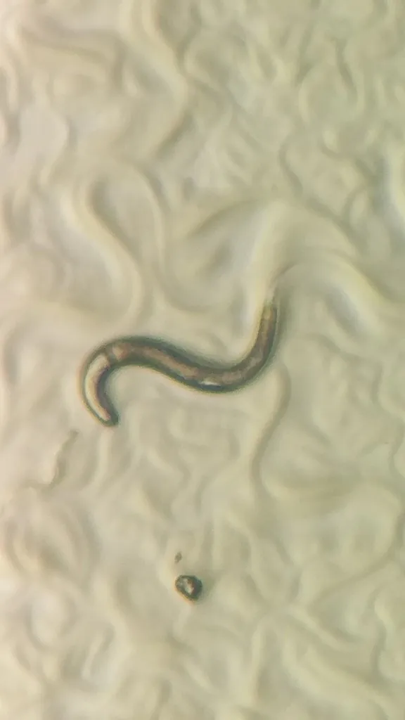 Caenorhabditis elegans