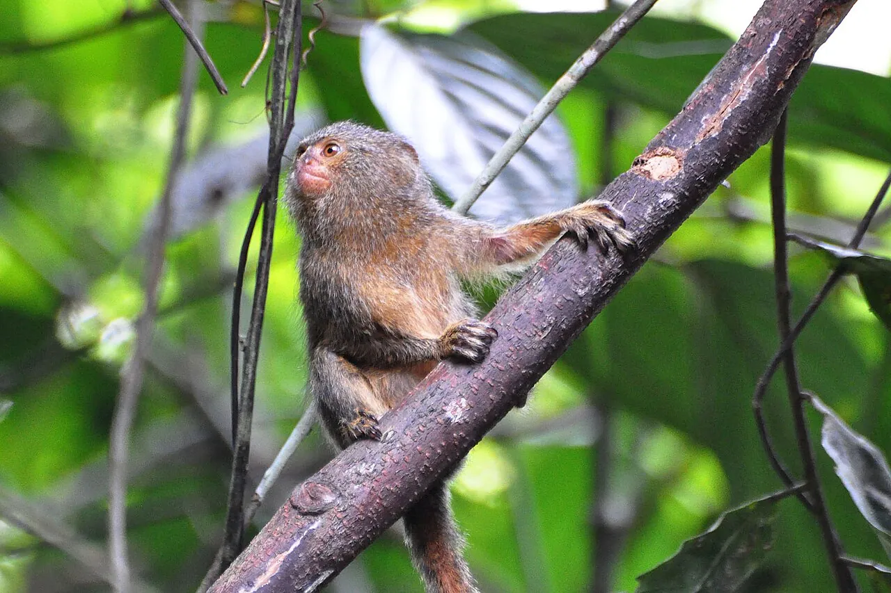 Sagui-pigmeu