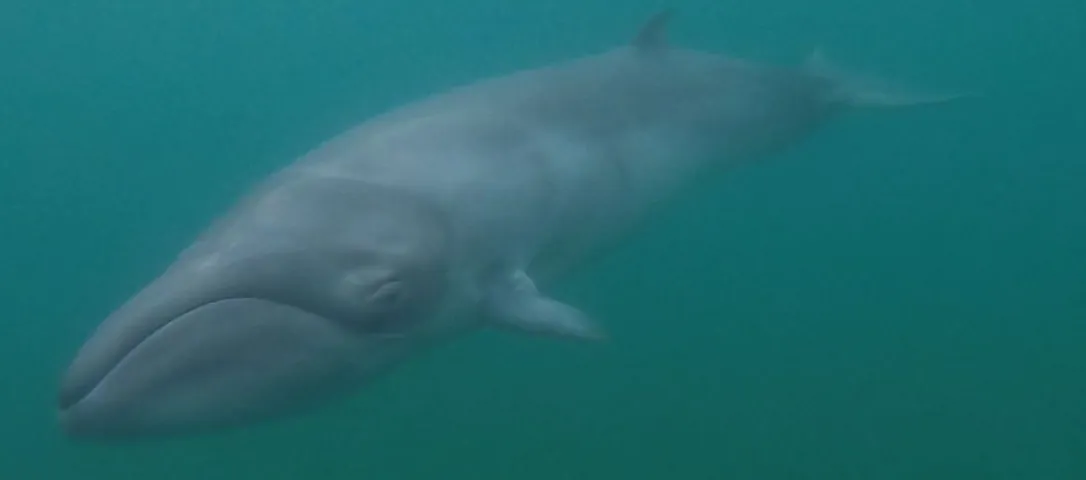 Baleia-franca-pigmeia