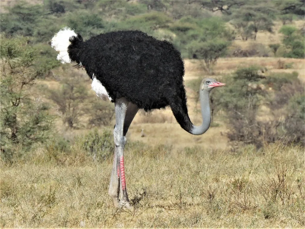 Avestruz-somali