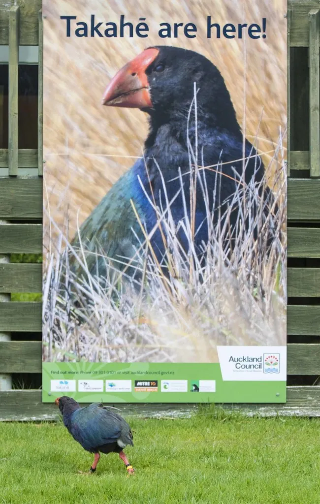 Caimão-takahe-do-sul