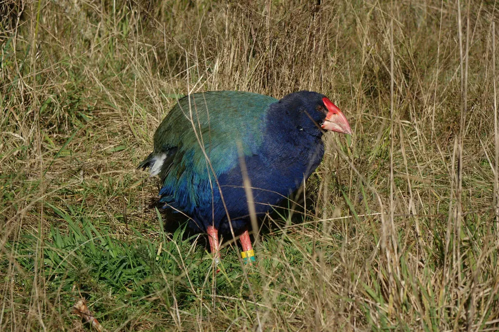 caimão-takahe-do-sul