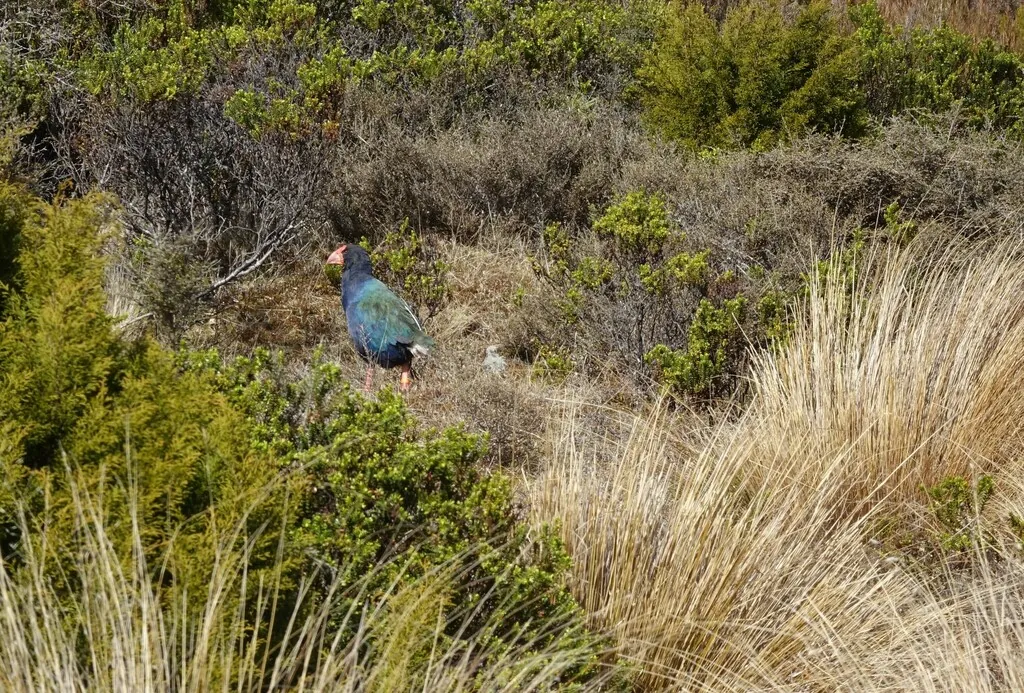 caimão-takahe-do-sul