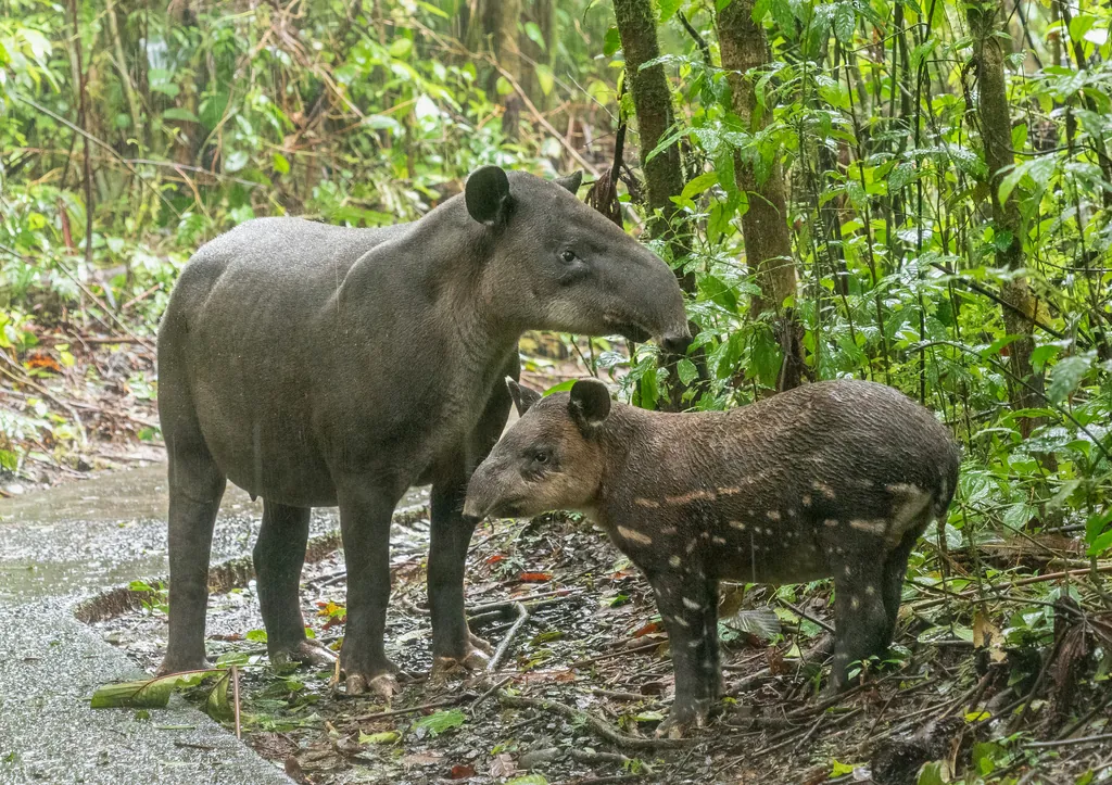 Tapirus bairdii