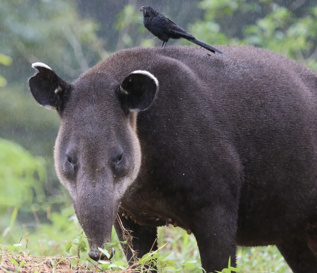 Tapirus bairdii