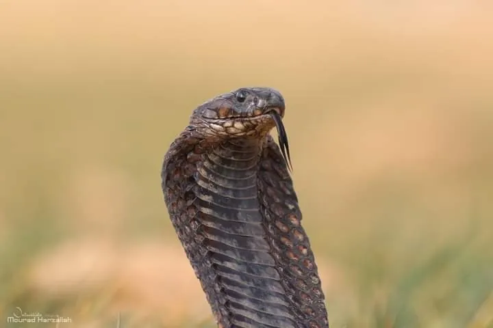 Naja-egípcia