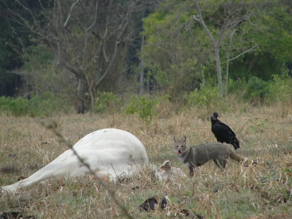 Raposa-do-campo