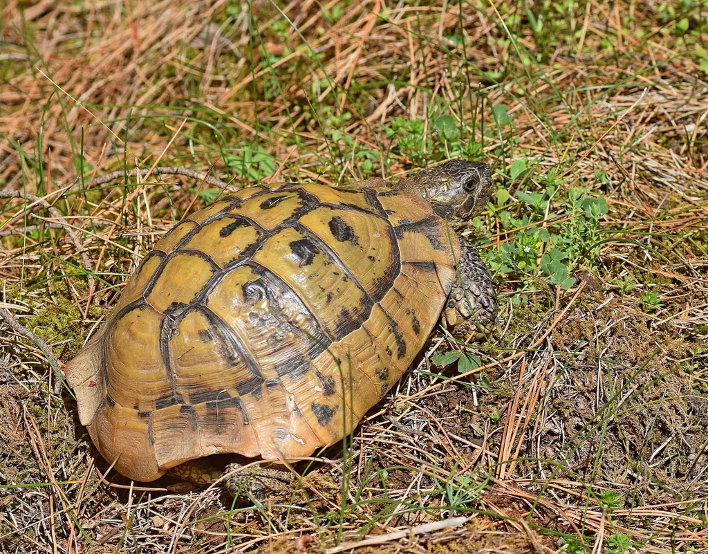 Testudo hermanni