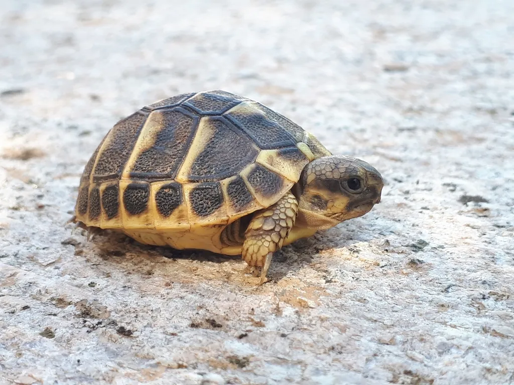 Testudo hermanni