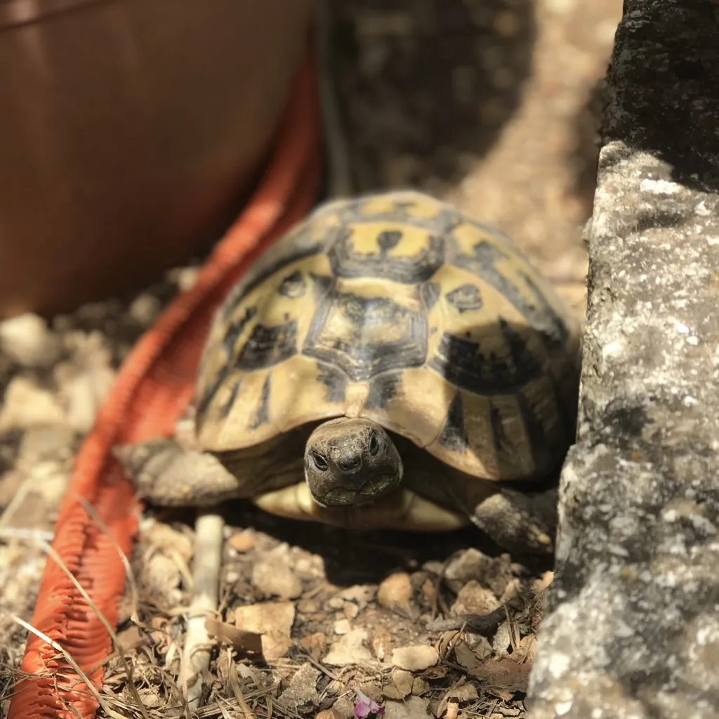 Testudo hermanni