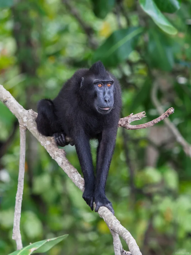 Macaca nigra