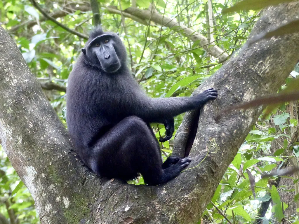 Macaca nigra
