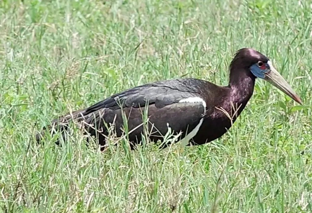 Cegonha-de-abdim