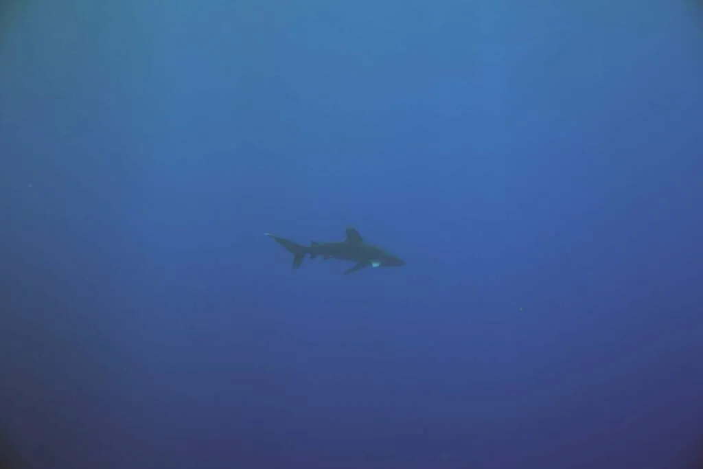 Tubarão-galha-branca-oceânico