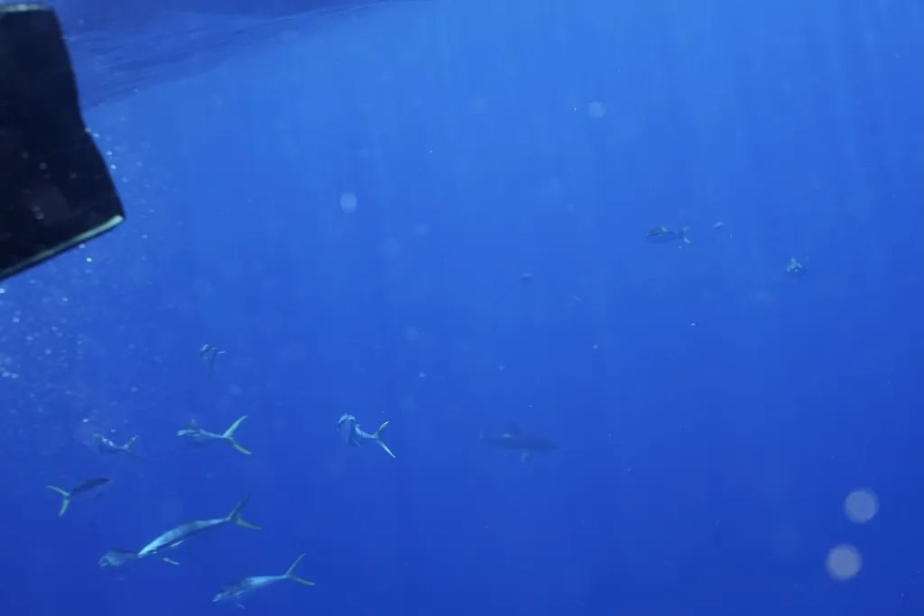 Tubarão-galha-branca-oceânico