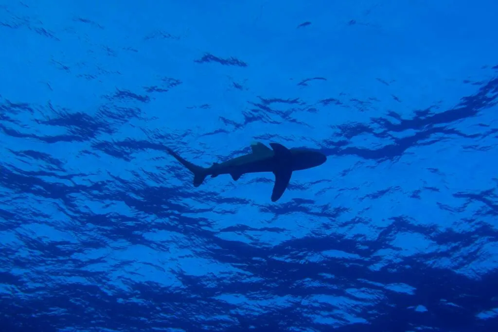Tubarão-galha-branca-oceânico