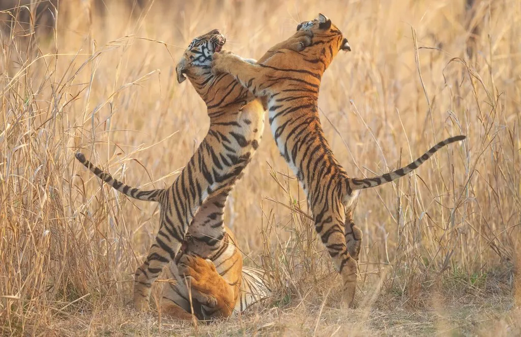 Tigre