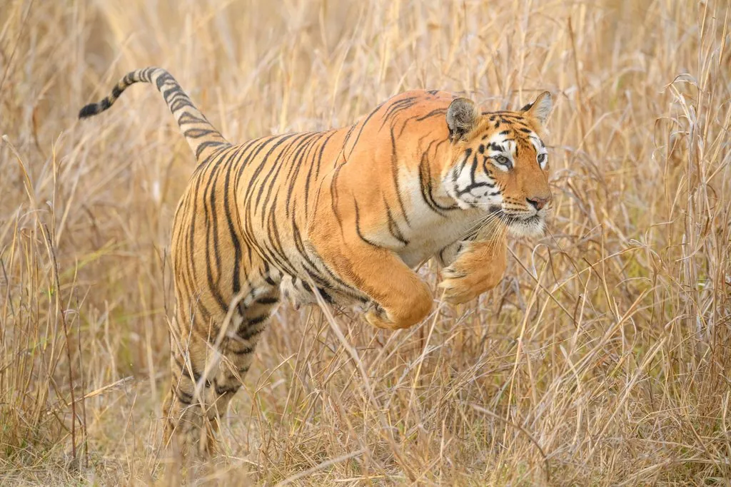 Tigre