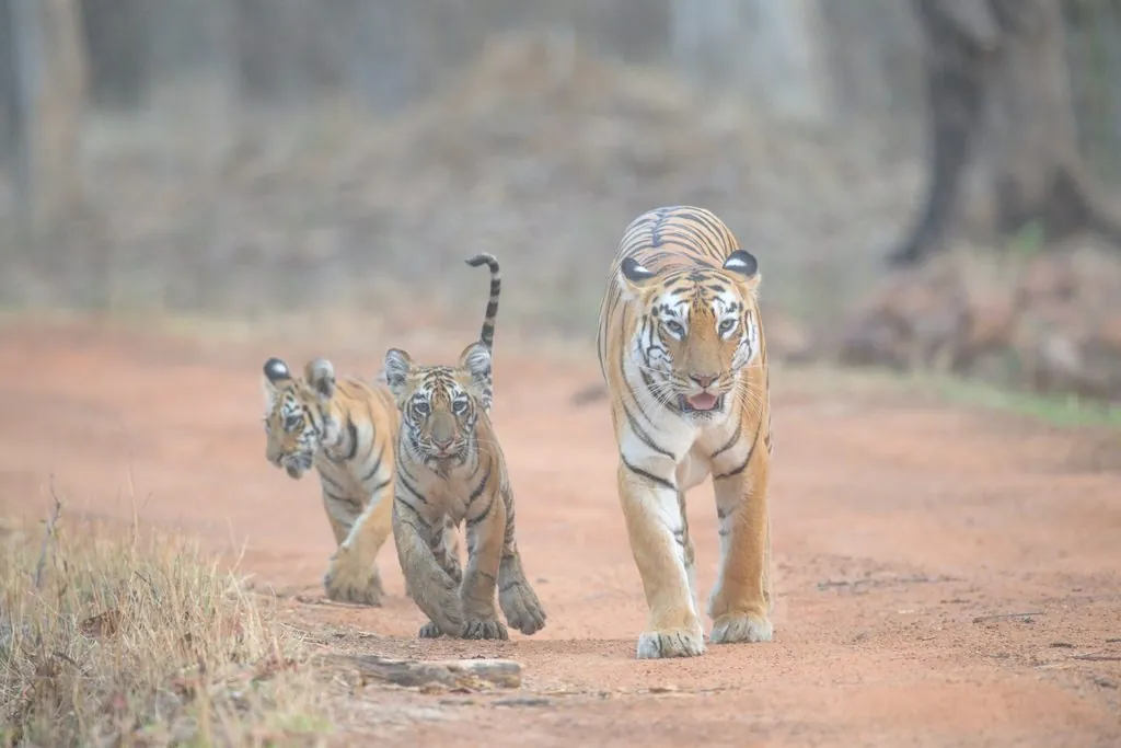 Tigre