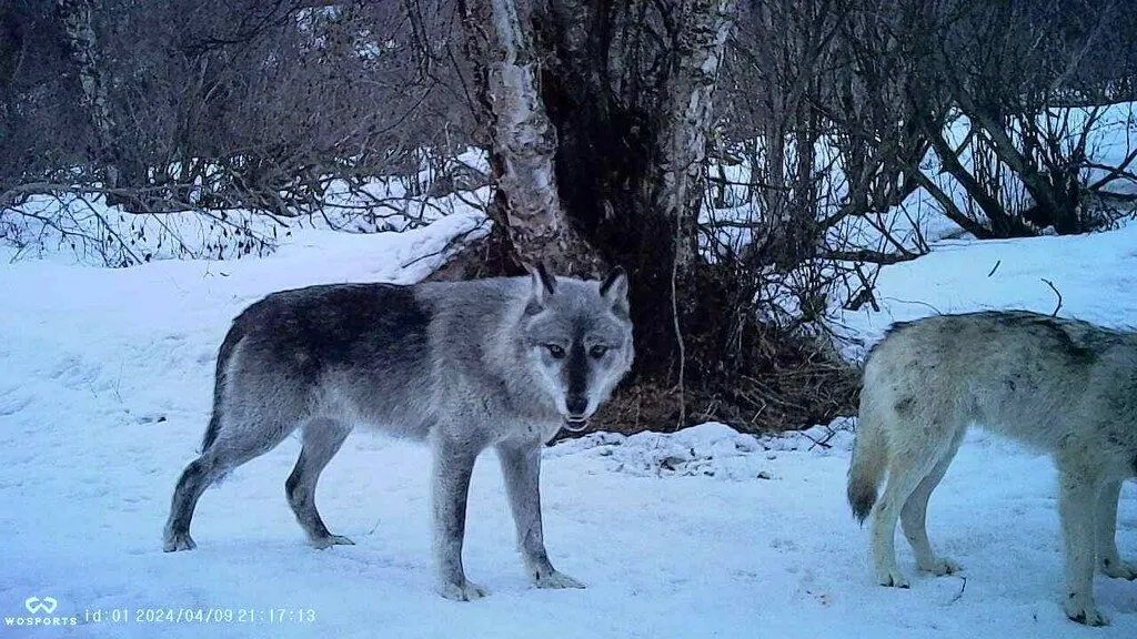 Lobo