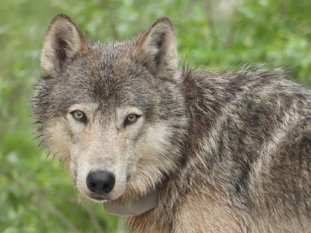 Lobo