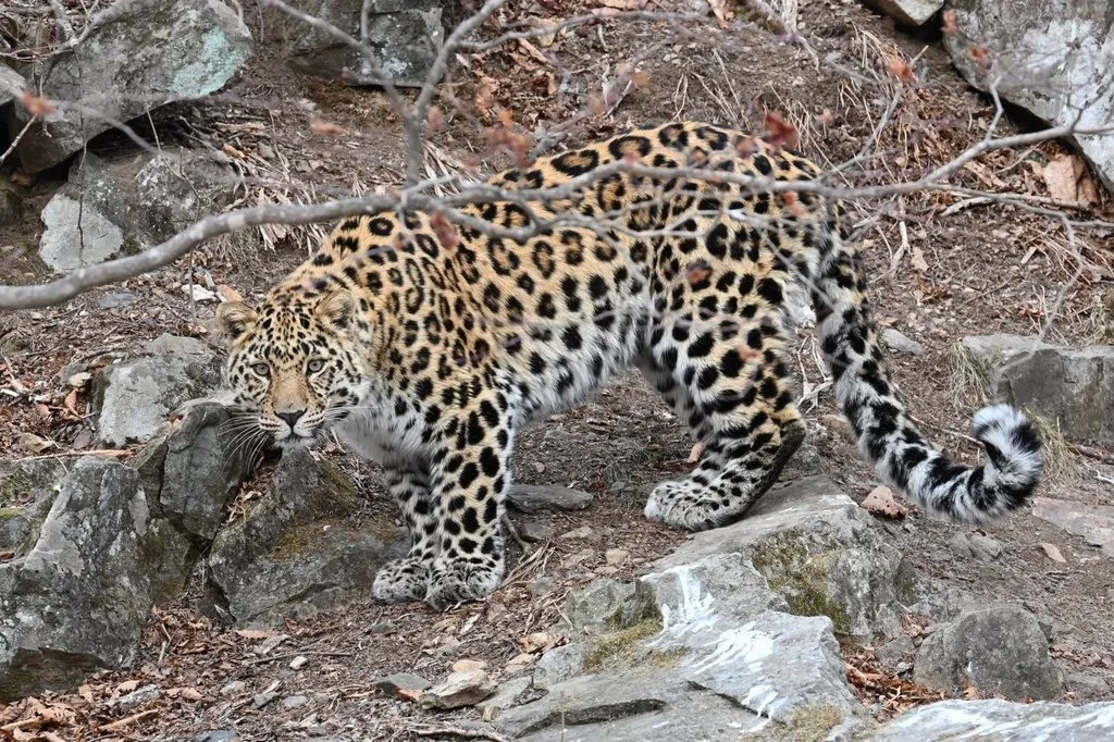 Panthera pardus