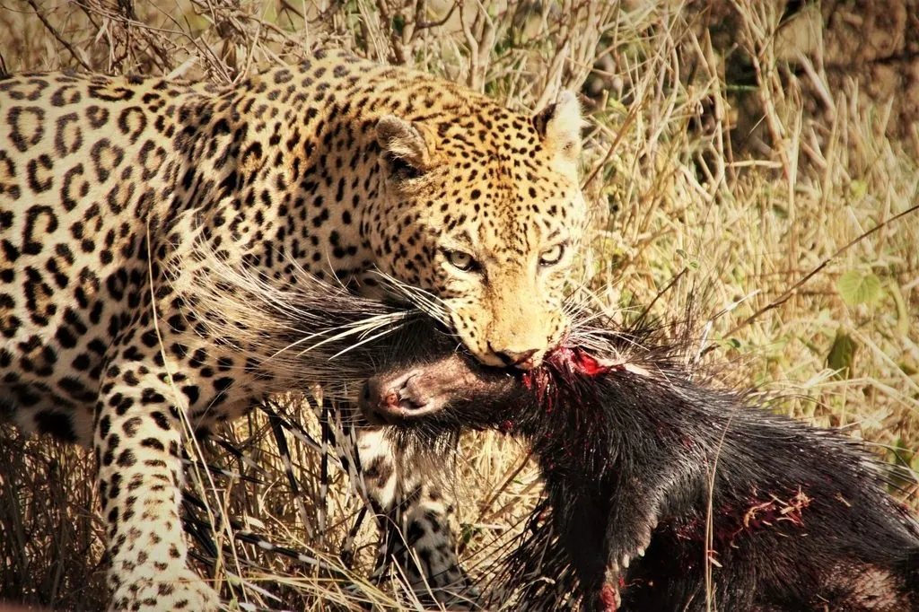 Panthera pardus