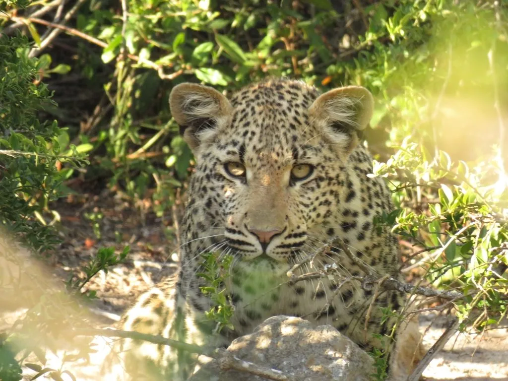 Panthera pardus