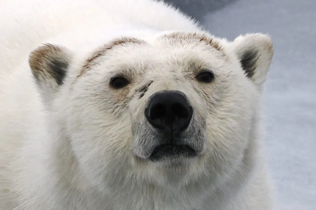 Urso-polar