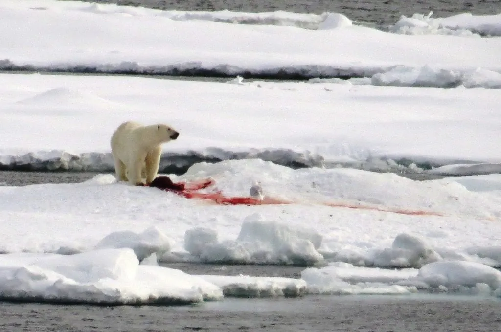 Urso-polar