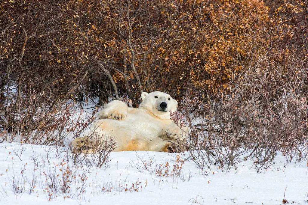 Urso-polar