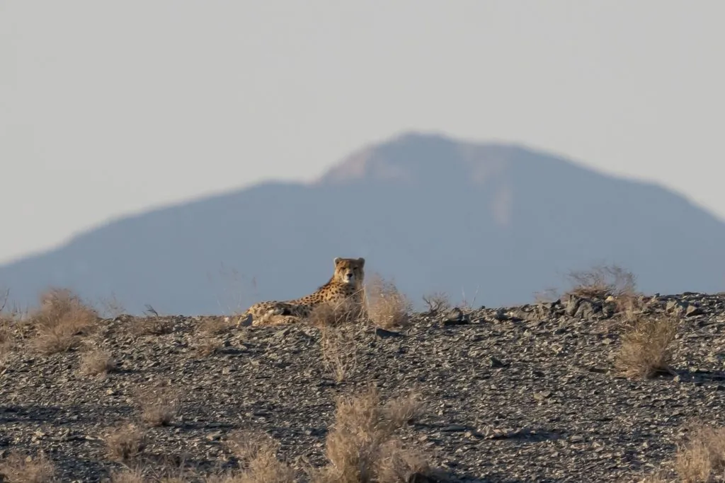 Acinonyx jubatus