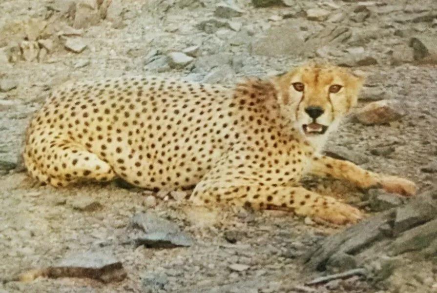 Acinonyx jubatus