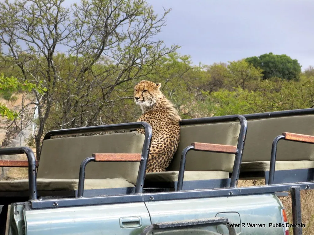 Acinonyx jubatus