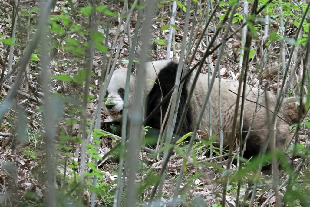 Panda-gigante