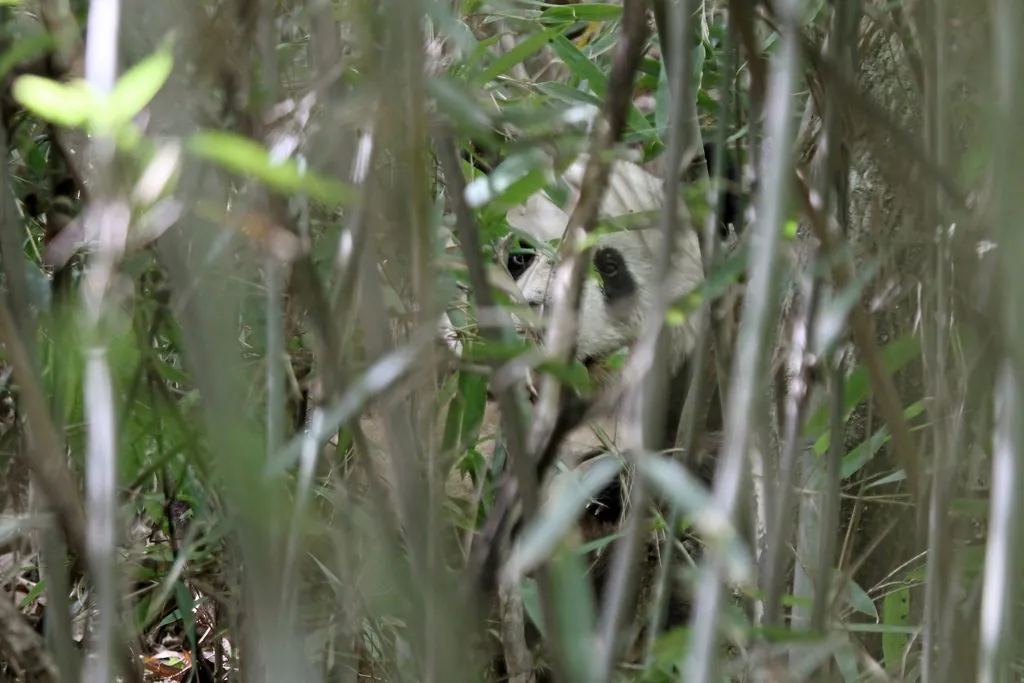 Panda-gigante