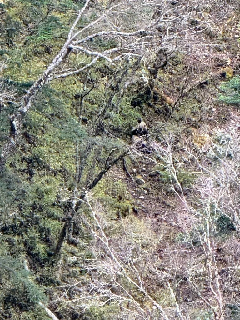 Panda-gigante