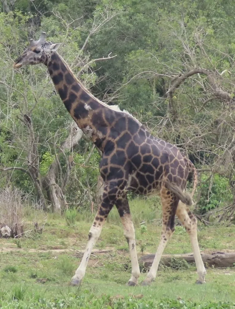 Girafa