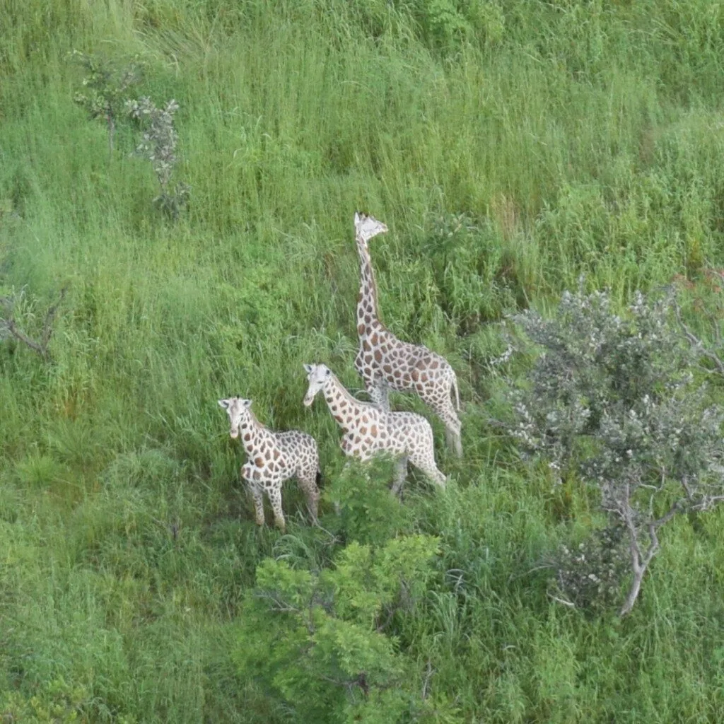 Girafa
