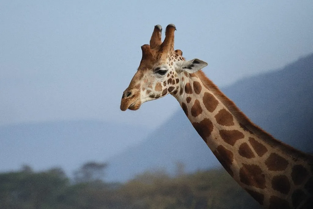 Girafa