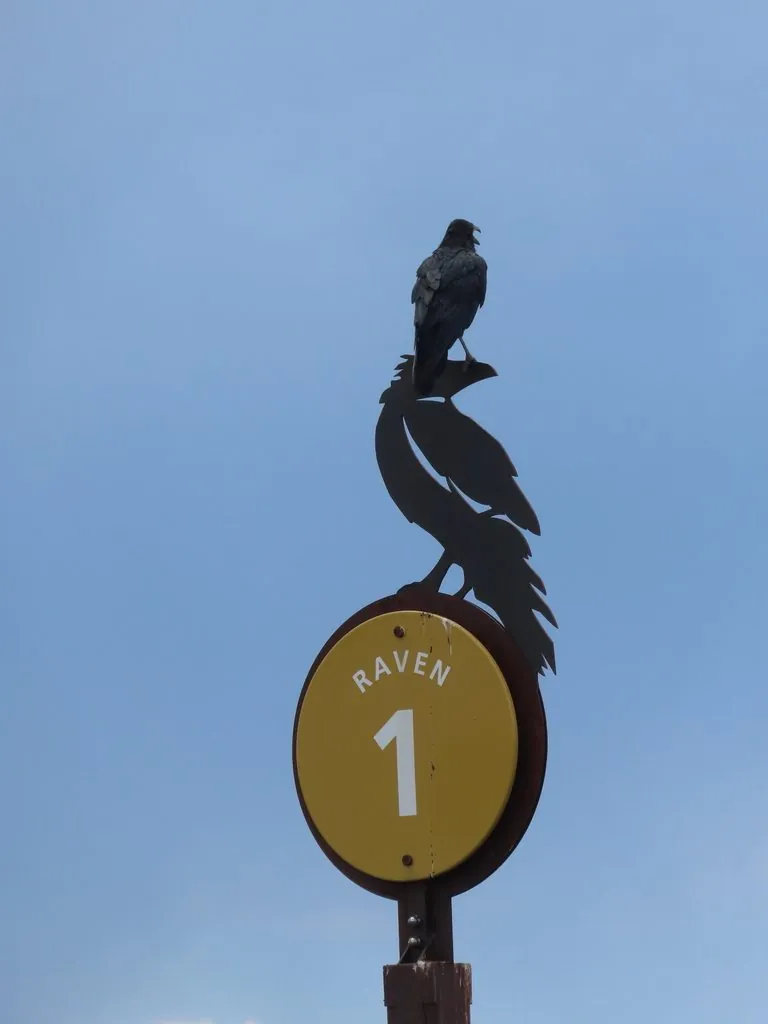 Corvus corax