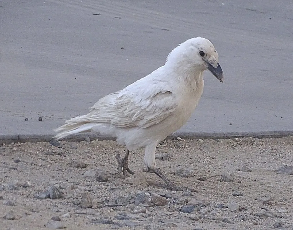 Corvus corax