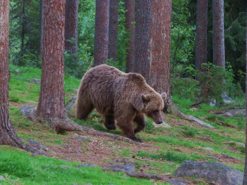 Urso-pardo