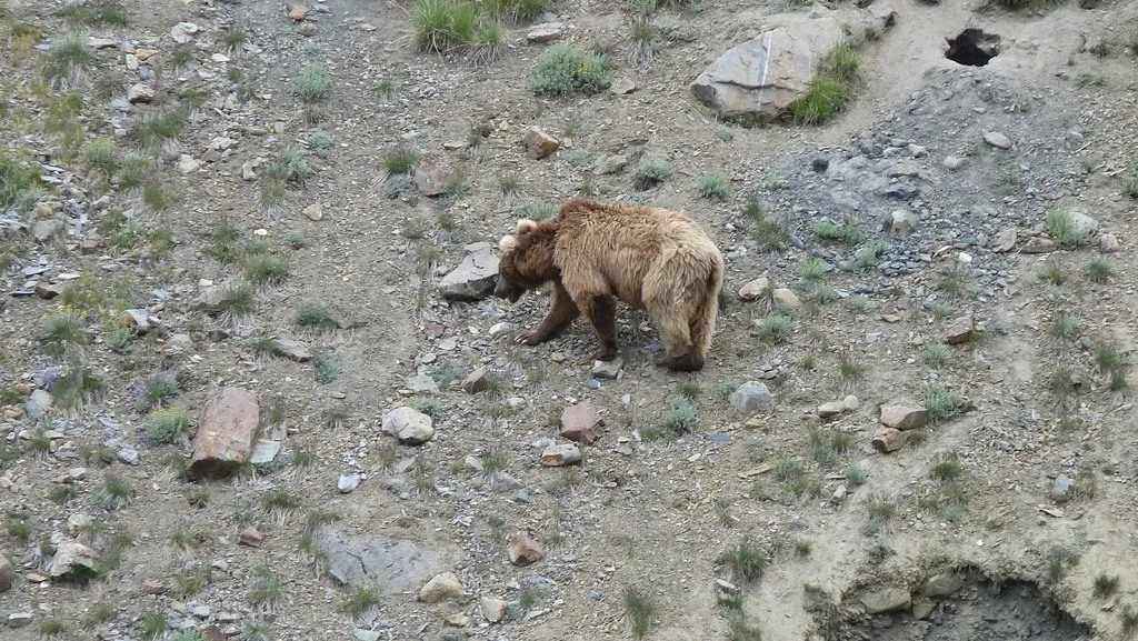 urso-pardo