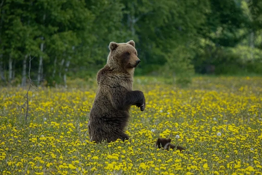 urso-pardo