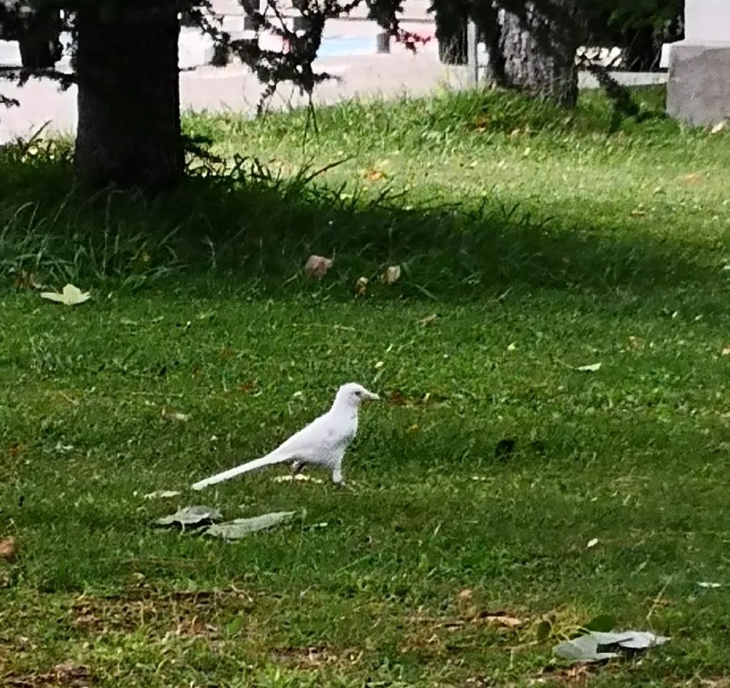 Pega-rabuda