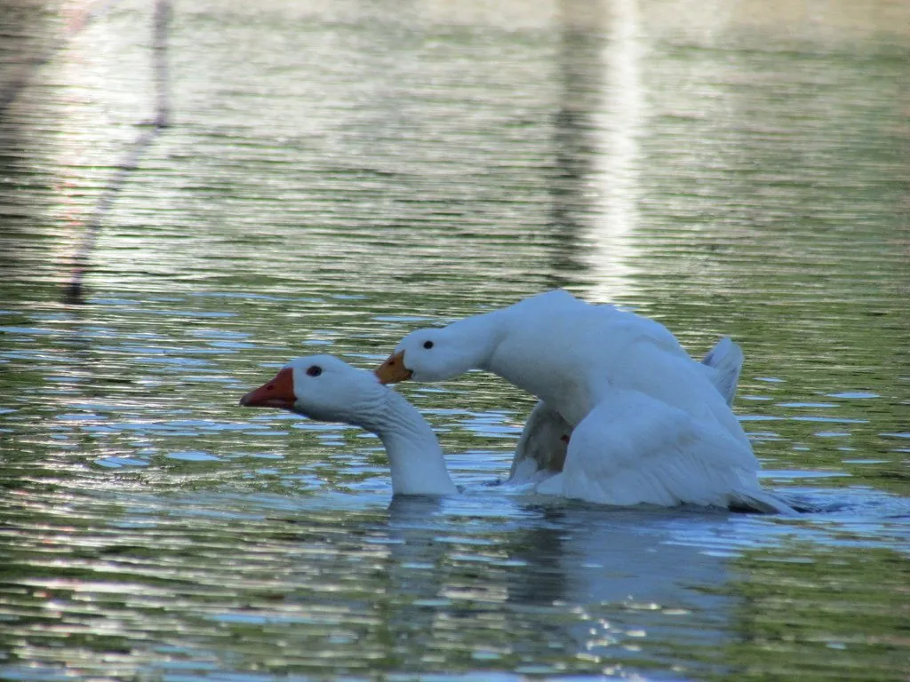 Pato-real