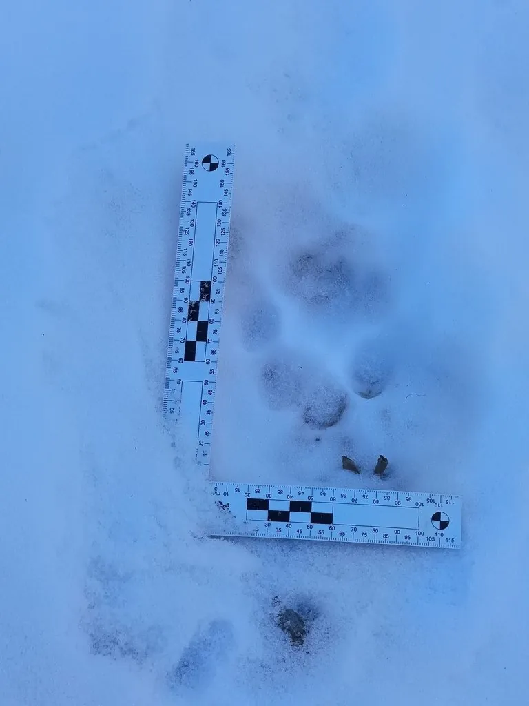 Leopardo-das-neves