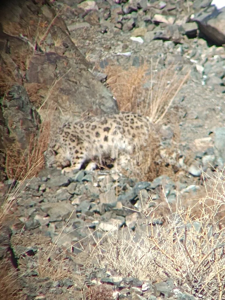 Leopardo-das-neves
